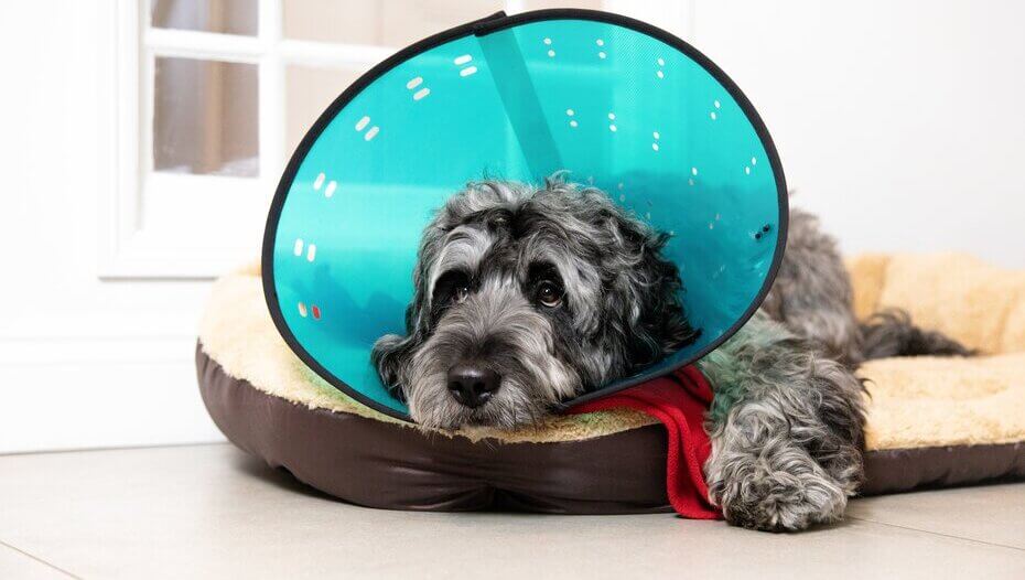 Nässt nach hund wunde op Wundheilungsstörung und